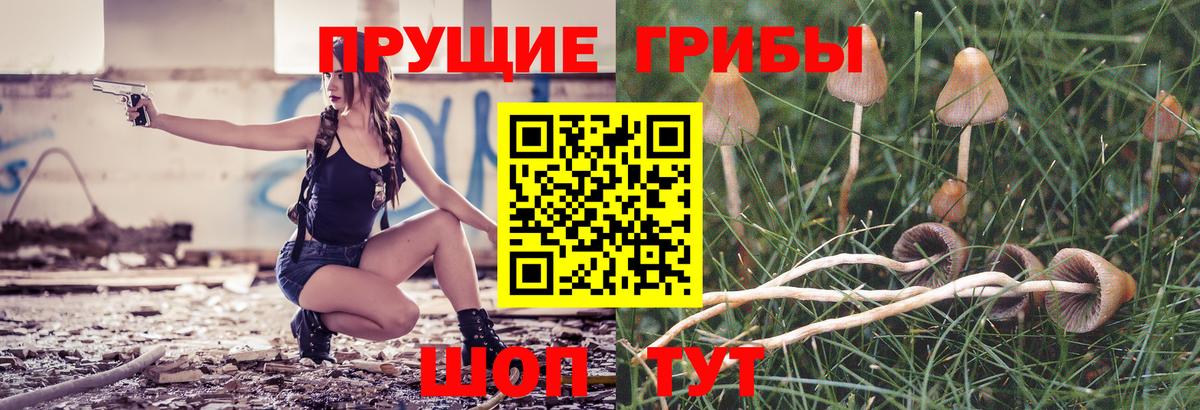Псилоцибиновые грибы Psilocybe  Большой Камень 